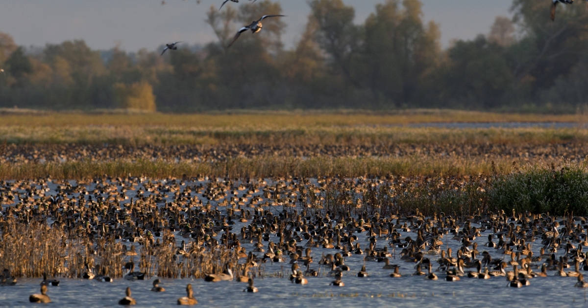 Ducks And Geese Covering A Wetland At Sacramento National Wildlife Refuge Complex ?h=06cc14d9&itok=LANqjJ44
